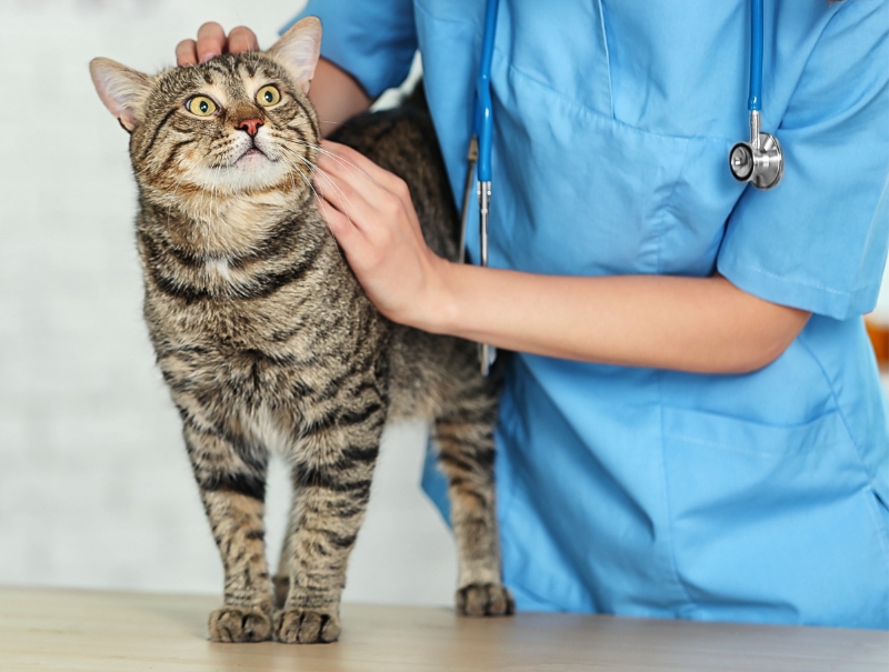 Veterinary Jobs in Lacey