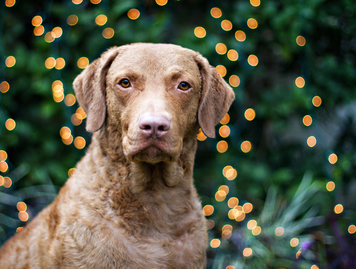 Christmas In The Forest Gala